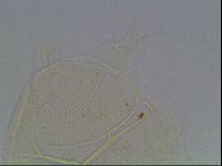 Echiniscus cavagnaroi image