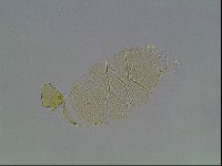 Echiniscus cavagnaroi image