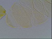 Echiniscus cavagnaroi image
