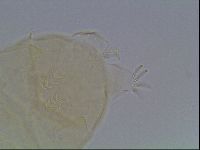 Echiniscus cavagnaroi image