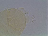 Echiniscus cavagnaroi image