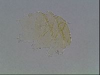 Echiniscus cavagnaroi image
