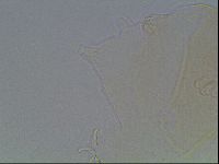 Echiniscus cavagnaroi image