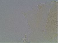Echiniscus cavagnaroi image
