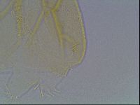 Echiniscus cavagnaroi image