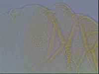 Echiniscus cavagnaroi image