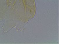 Echiniscus cavagnaroi image