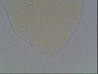 Echiniscus cavagnaroi image