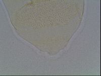 Echiniscus cavagnaroi image