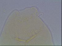 Echiniscus cavagnaroi image