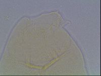 Echiniscus cavagnaroi image