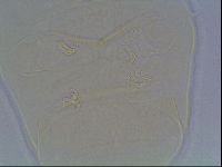 Echiniscus cavagnaroi image