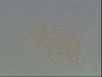 Echiniscus cavagnaroi image