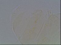 Echiniscus cavagnaroi image