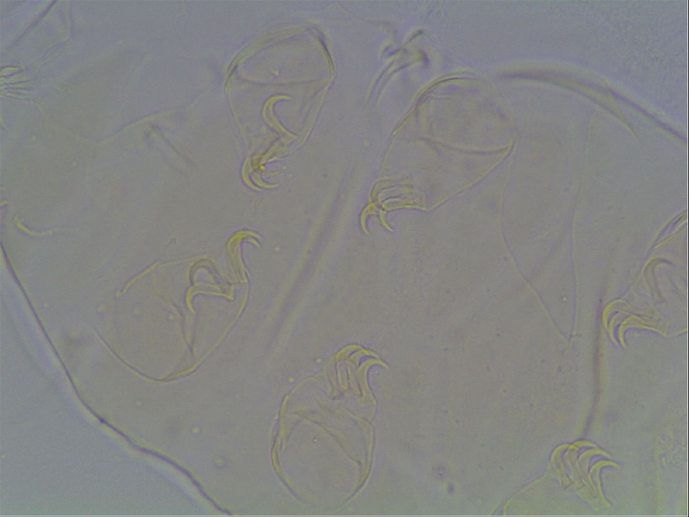 Echiniscus cavagnaroi image