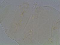 Echiniscus cavagnaroi image