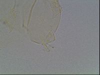 Echiniscus cavagnaroi image