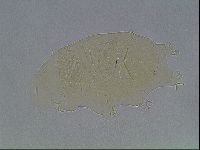 Echiniscus cavagnaroi image