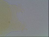 Echiniscus cavagnaroi image