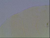 Echiniscus cavagnaroi image