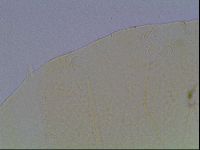 Echiniscus cavagnaroi image
