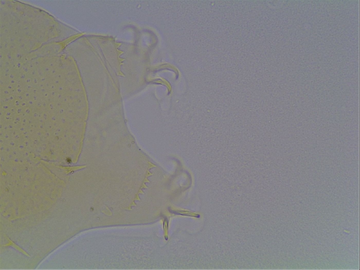 Echiniscus cavagnaroi image