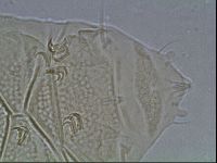 Echiniscus cavagnaroi image