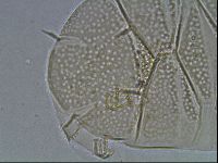 Echiniscus cavagnaroi image