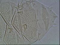 Echiniscus cavagnaroi image