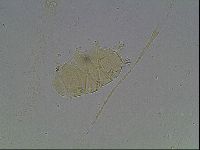 Echiniscus duboisi image