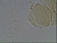 Echiniscus duboisi image
