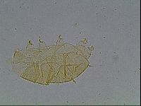 Echiniscus duboisi image