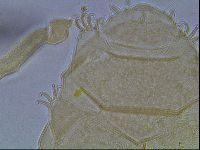 Echiniscus duboisi image
