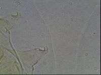 Echiniscus duboisi image