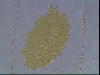 Echiniscus duboisi image