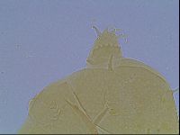 Echiniscus duboisi image