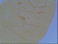 Echiniscus duboisi image