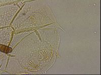 Echiniscus duboisi image