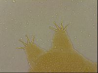 Echiniscus duboisi image