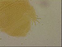 Echiniscus duboisi image