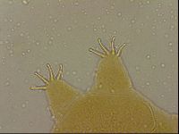 Echiniscus duboisi image