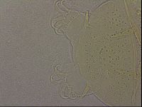 Echiniscus duboisi image
