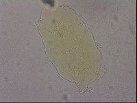Echiniscus duboisi image