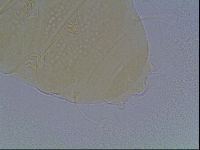 Echiniscus duboisi image