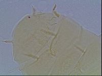 Echiniscus duboisi image