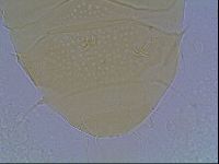 Echiniscus duboisi image