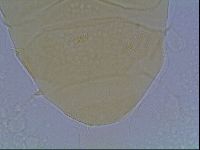 Echiniscus duboisi image