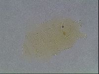 Echiniscus duboisi image