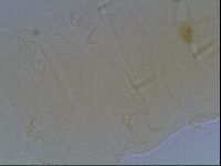 Echiniscus duboisi image