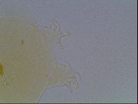 Echiniscus duboisi image